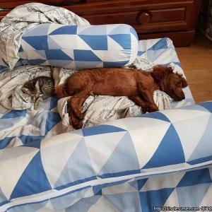 꿈돌이보시면 연락주세요 ㅠㅠ