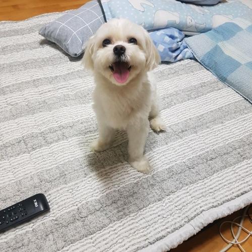 미추홀구 석암초 부근 발견된 기저귀 찬 말티즈..