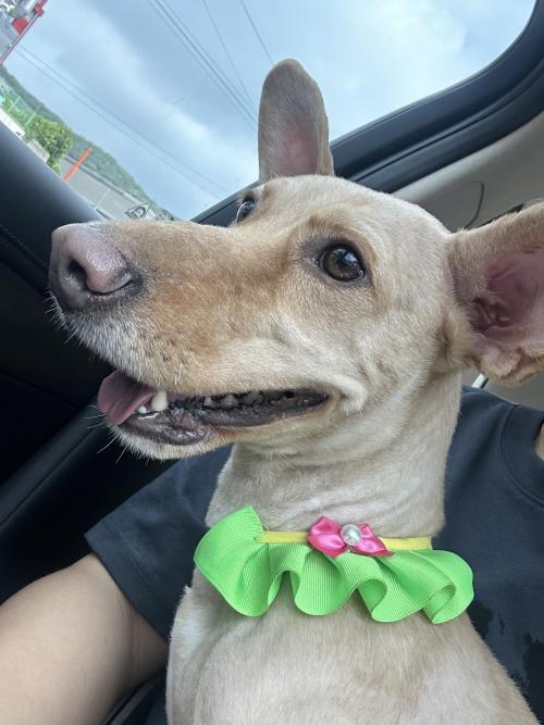 강아지보호중(수컷 믹스)