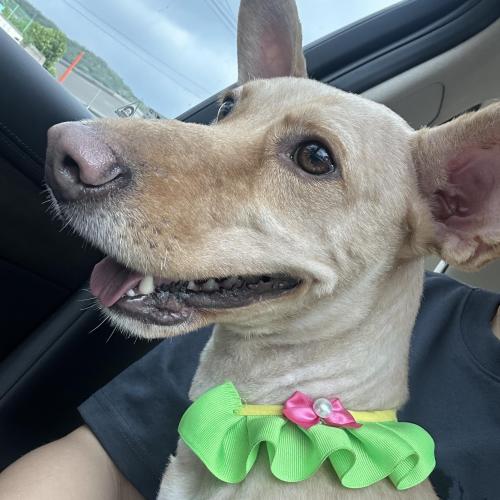 강아지보호중(수컷 믹스)