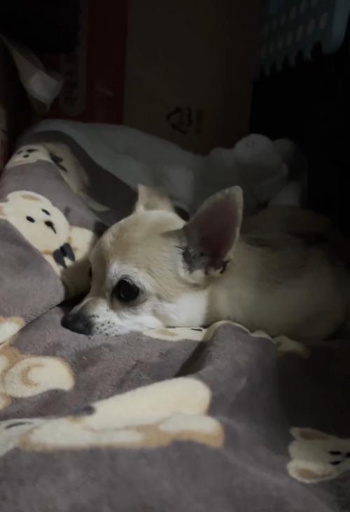 아이에게 소중한 가족이 되어주실 보호자님