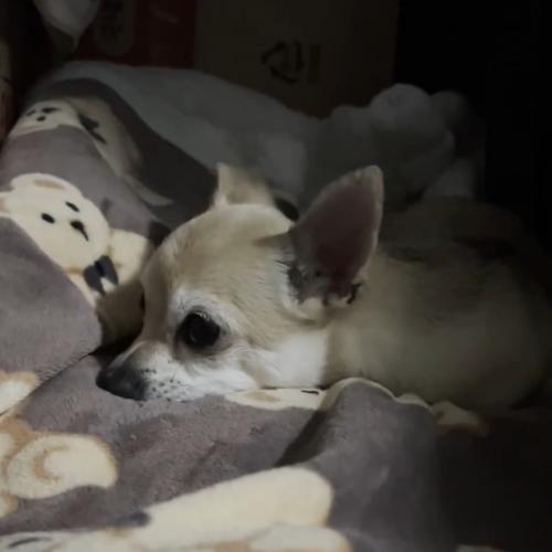 아이에게 소중한 가족이 되어주실 보호자님