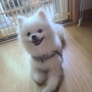 (찾음)노원구 마들공원 인근 포메라니안 잃어버렸습니다