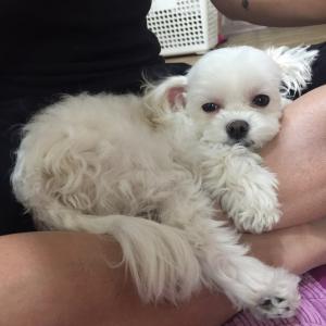 4,5살 말티즈를찾습니다