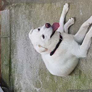 경남 부곡면 온정리에서 대박이를 찾습니다