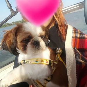 수원/원천동/시츄/남/찾습니다