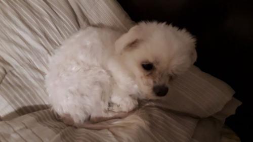 서울, 경기 말티즈 수컷 2살 새 주인분을 찾습니다.