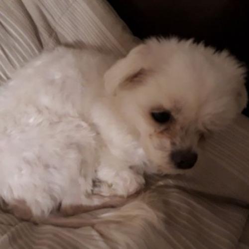 서울, 경기 말티즈 수컷 2살 새 주인분을 찾습니다.