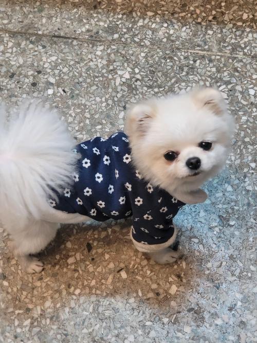 포메라니안, 흰색, 파란색옷 보호자 찾습니다
