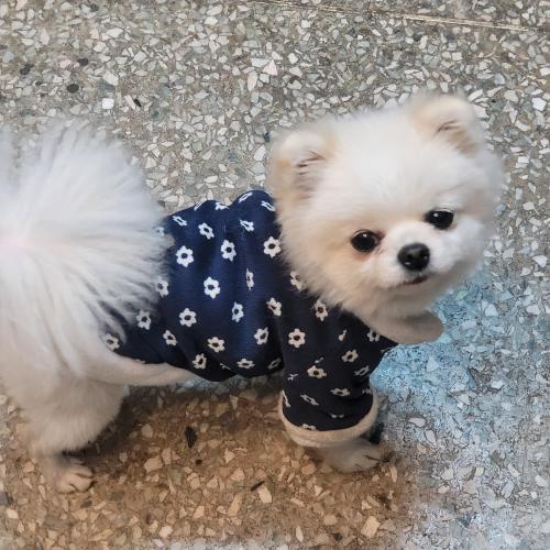 포메라니안, 흰색, 파란색옷 보호자 찾습니다