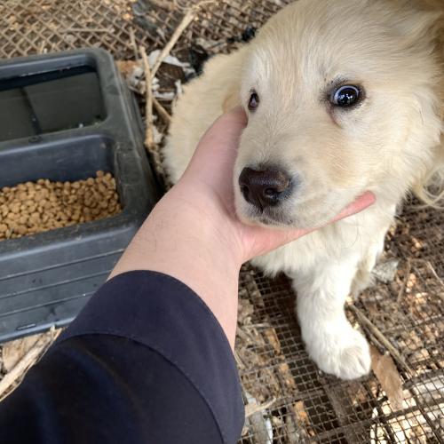 용인시 보개면 리트리버 잃어버리신분 댓글남겨주세요