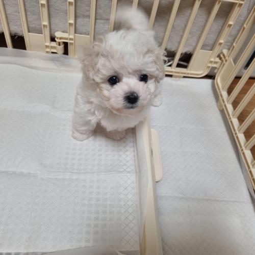 2개월 남 미니비숑 분양해요