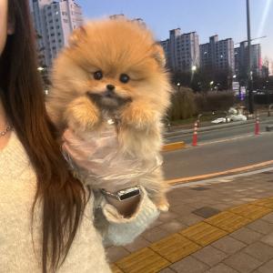 2개월령 오렌지포메라니안분양 보냅니당