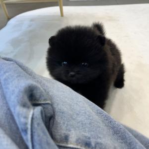 블랙포메라니안 데려온 분양가 그대로 보냅니다