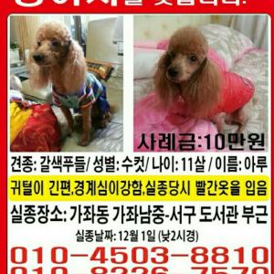 ★강아지를 찾습니다