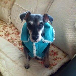 용인수지구 성복동 벽산첼시빌 슈나우저 똘이(수컷)찾아요