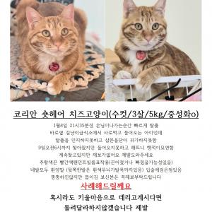 치즈고양이찾아요