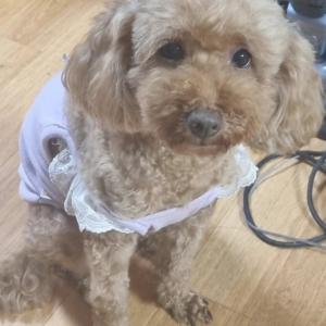 대구 강정보 디아크