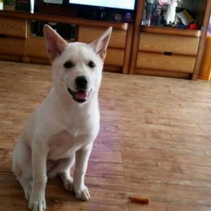 [인천/남구/도화동/대화초교/도화감리교회/공장단지인근] 진돗개를 찾습니다.