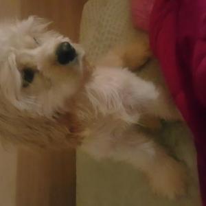 코커스파니엘수컷마천동 찾아주세요