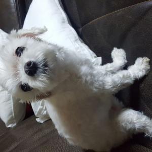 덕소 덕소고등학교근처에서  말티즈남자아이입니다