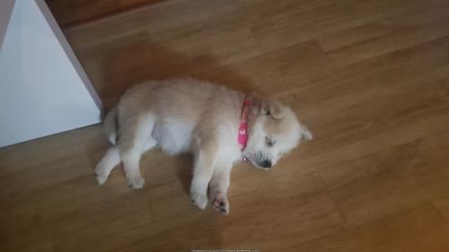 천안 믹스견 무료분양합니다.