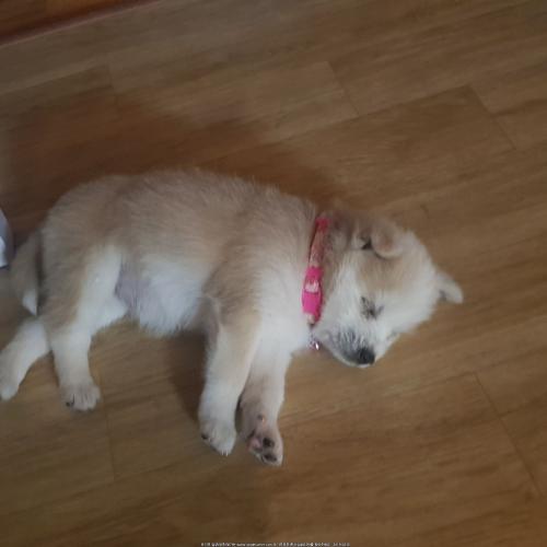 천안 믹스견 무료분양합니다.