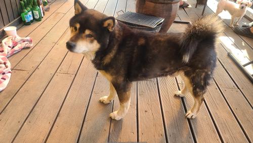 시바견으로 보이는 아이를 보호중입니다