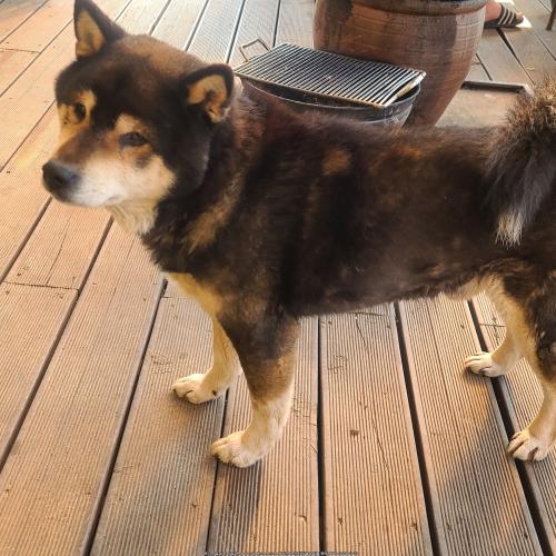 시바견으로 보이는 아이를 보호중입니다