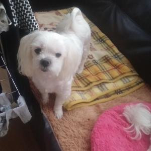 말티즈 송이찾습니다