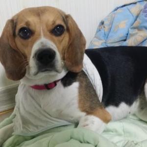 비글을 찾습니다