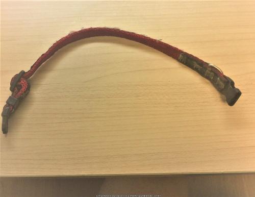 인천 부평구 일신동 대신택배쪽에서 치와와 발견했어요. 8/14