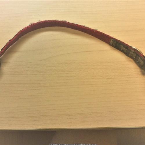 인천 부평구 일신동 대신택배쪽에서 치와와 발견했어요. 8/14