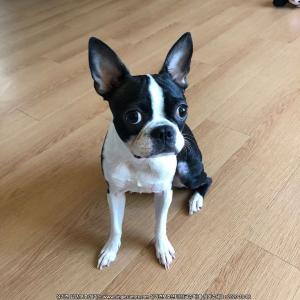 서산시 석남동 근처 보스턴테리어(여아)를 찾습니다!