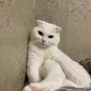 고양이 입양보냅니다