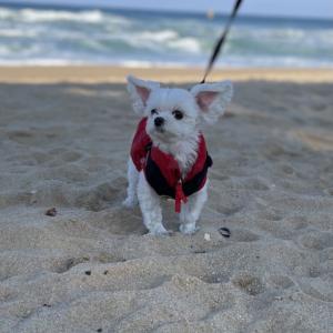 강아지 (말티즈) 김포 찾습니다.