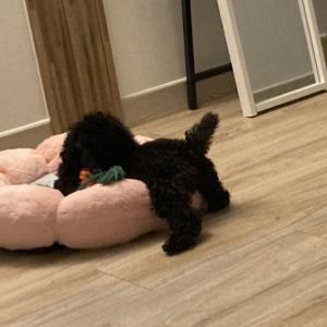 불랙푸들 5개월 남아