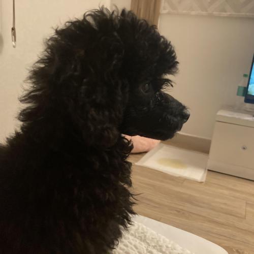 불랙푸들 5개월 남아