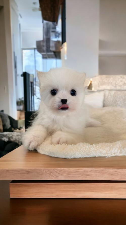 포메라니안 3개월 아이 분양드립니다