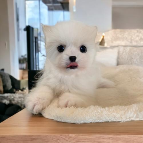 포메라니안 3개월 아이 분양드립니다