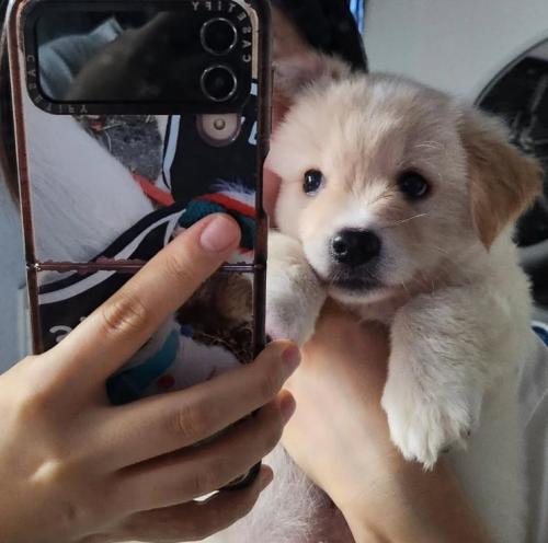 다견 가정에서 자란 리트리버 닮은 작은 강아지 입양보내요. 접종완, 마킹X, 사회화O