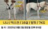 보령 주포면에서 실종된 16살 노견을 찾습니다.