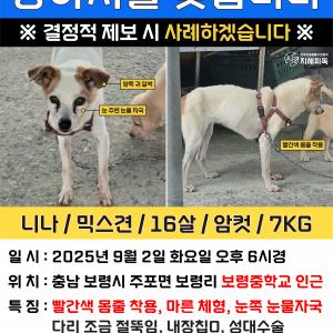 보령 주포면에서 실종된 16살 노견을 찾습니다.