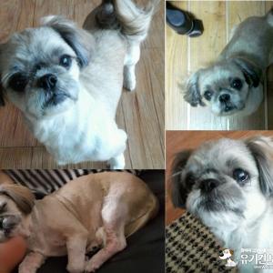 경기광주)시츄 여아를 찾습니다!!!