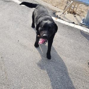 블랙 래브라도 찾고 있습니다