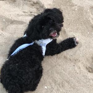 강아지 찾아요 영종도 하늘구름광장