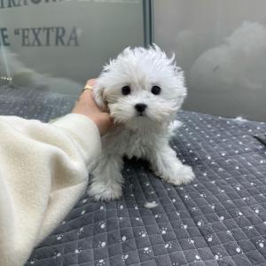 3개월 말티푸15만원 분양보냅니당