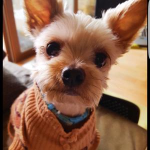 잃어버린 개를 찾습니다.