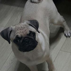 강아지를 찾습니다