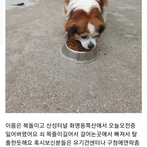 저희복돌이를 찾아주세요